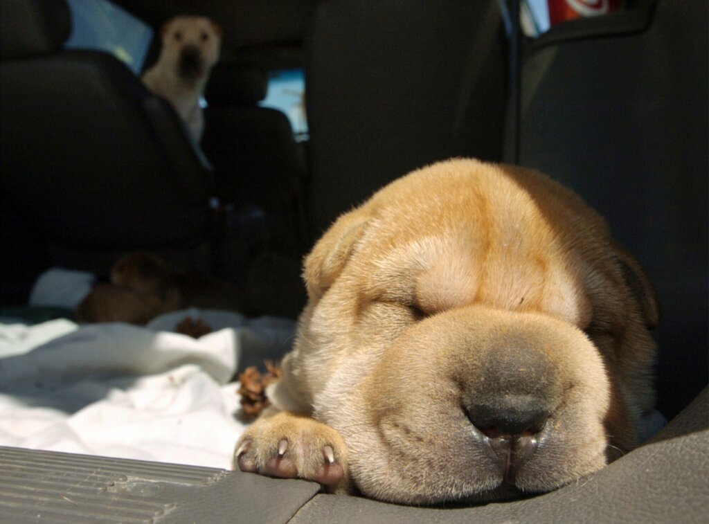 Dog 5