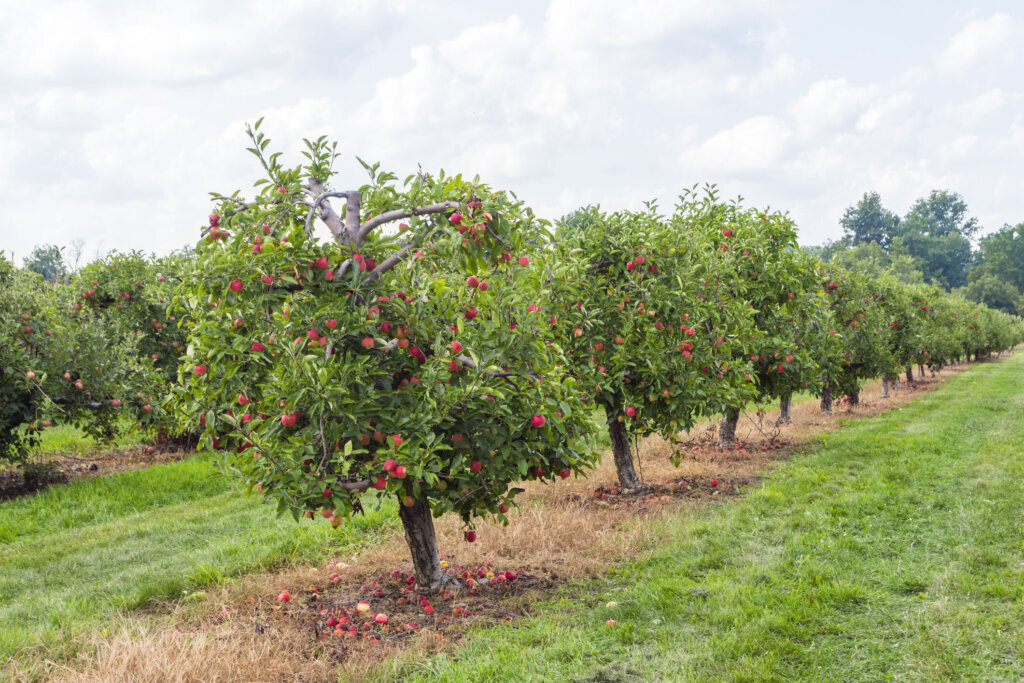 Apple orchard planted with rows of apple trees