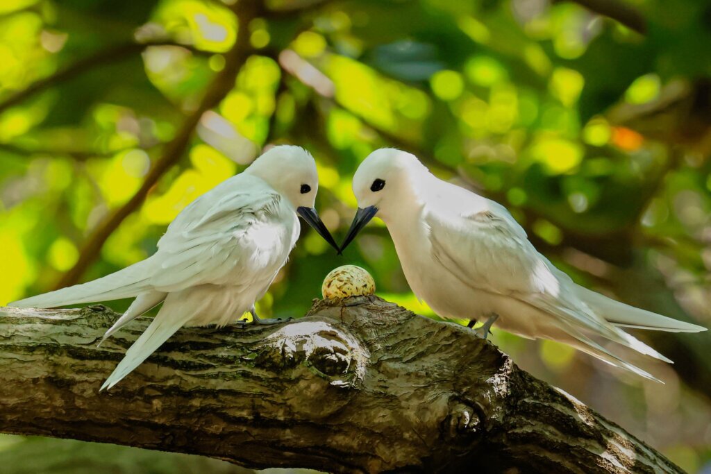 Hawaii Urban Seabird