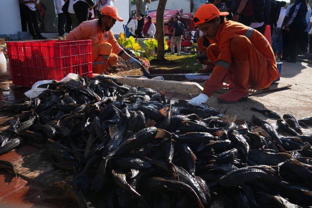 Indonesia Janitor Fish Clean Up
