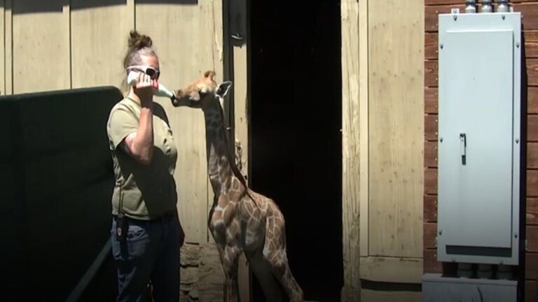 KGObabygiraffefightingsurvival