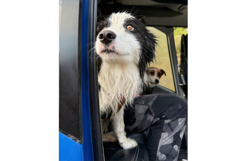 Dog 3