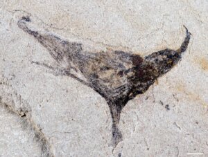 Science Earliest Animals