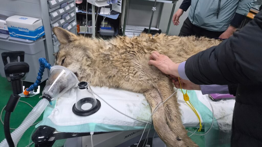 South Korea Wolf