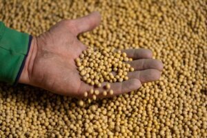 Soybean Farmers Tough Times