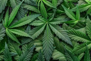 CBD Beautiful background green cannabis flowers.Cannabis Sativa Leaves On Dark – Medical Legal Marijuana.cbd oil – medical marijuana concept,alternative herb medicine.