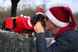BRITAIN CHRISTMAS DOGS DACHSHUND OFFBEAT