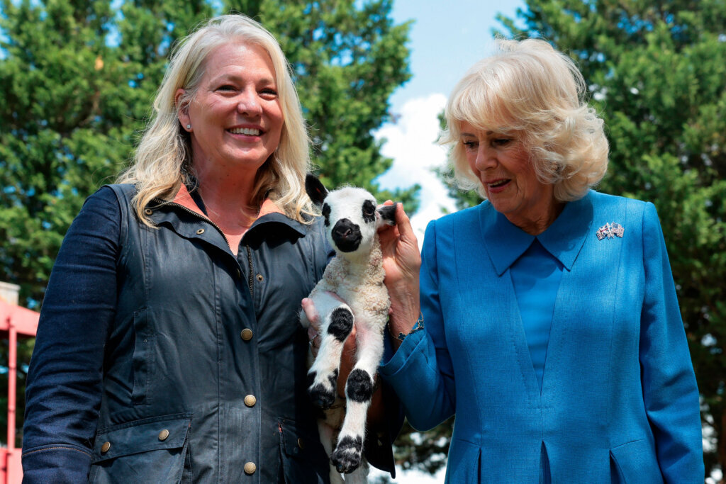 Britain's Queen Camilla pets a lamb as she poses with a community member during a block party in Front Royal, Virginia, Thursday, April 30, 2026. (Kylie Cooper/Pool Photo via AP)