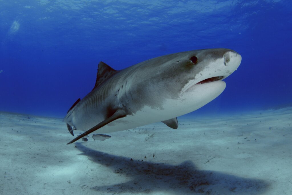 Tiger shark, Galeocerdo cuvier, Tiger Beach, Bahamas