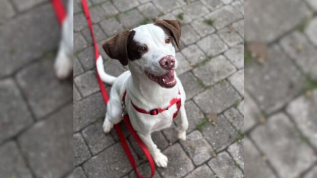 A happy doggy looking for a new home.