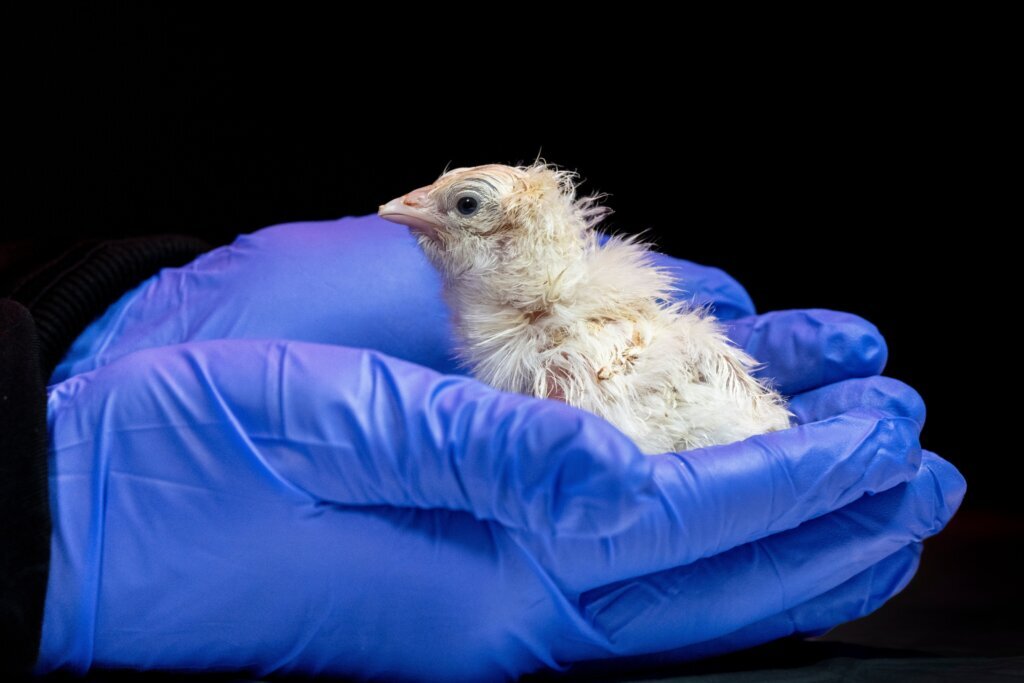 De extinction Artificial Eggs