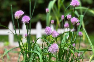 Gardening Small Space