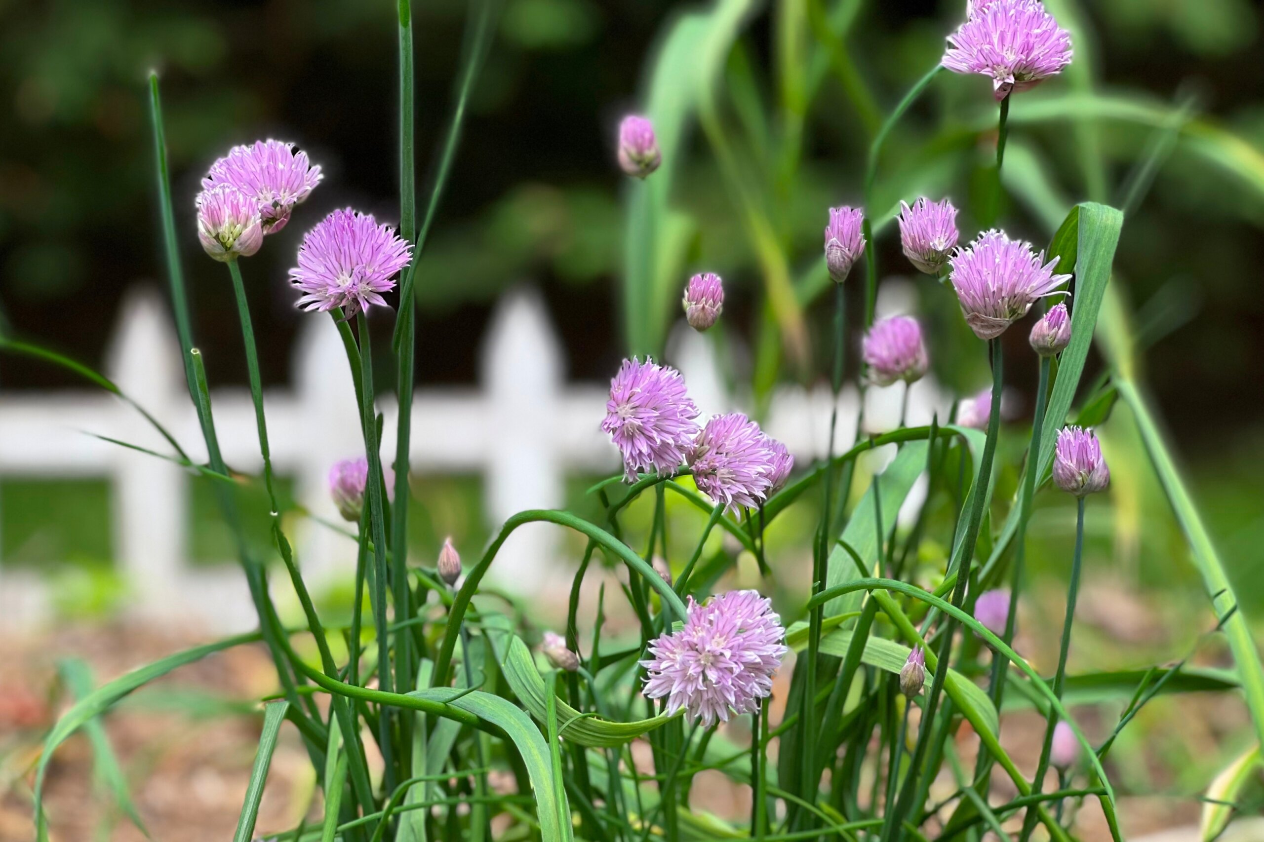 Gardening Small Space