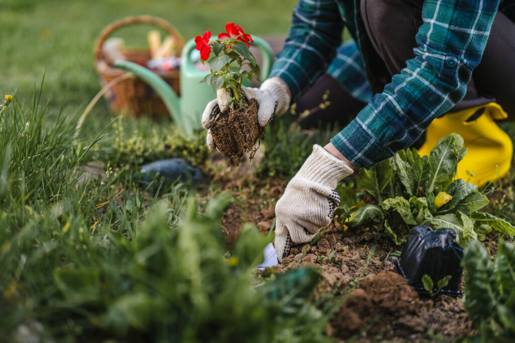 Woman planting red flower seedling in home garden