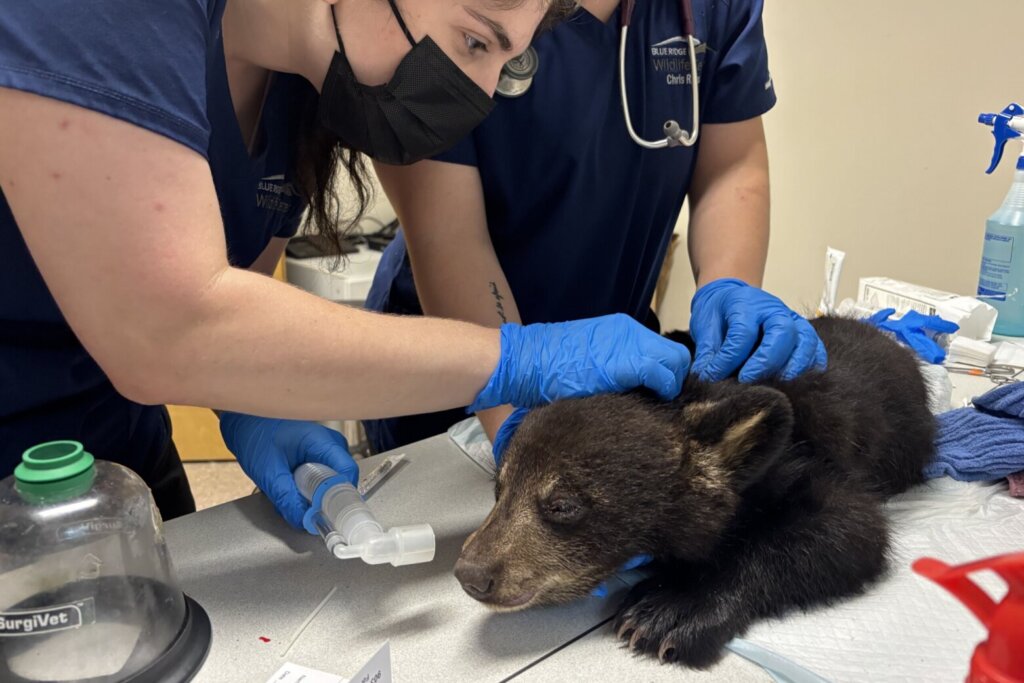 Bear cub