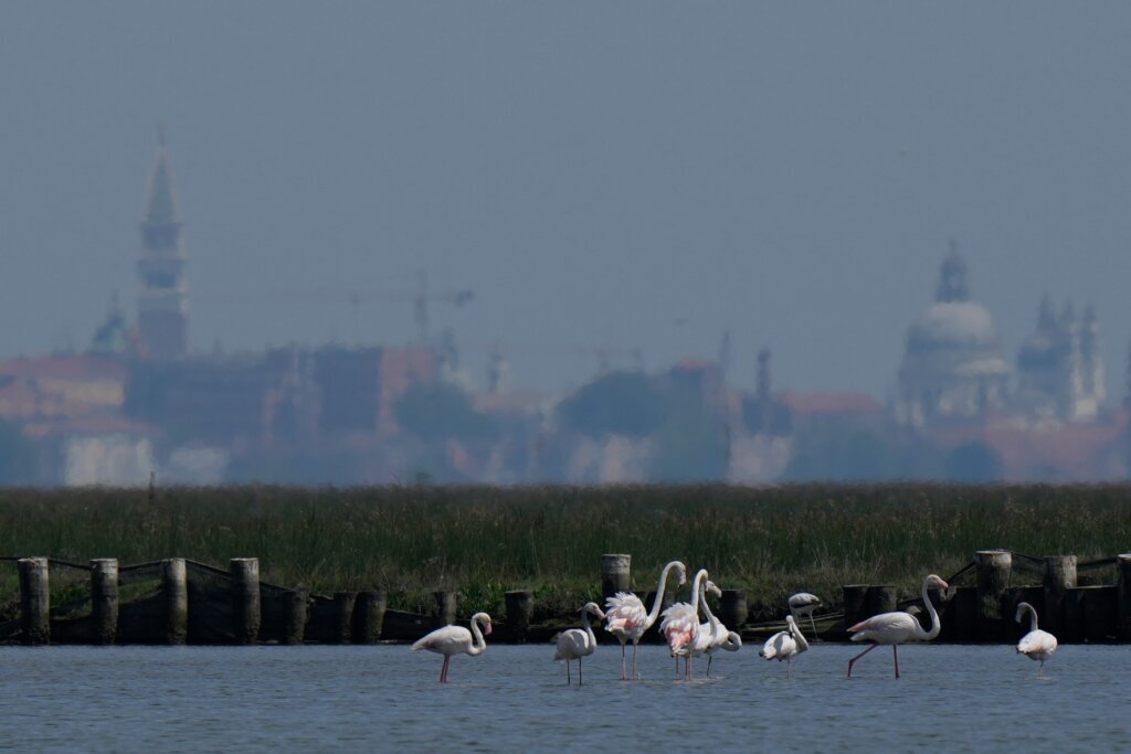 Italy Venice Flamingos
