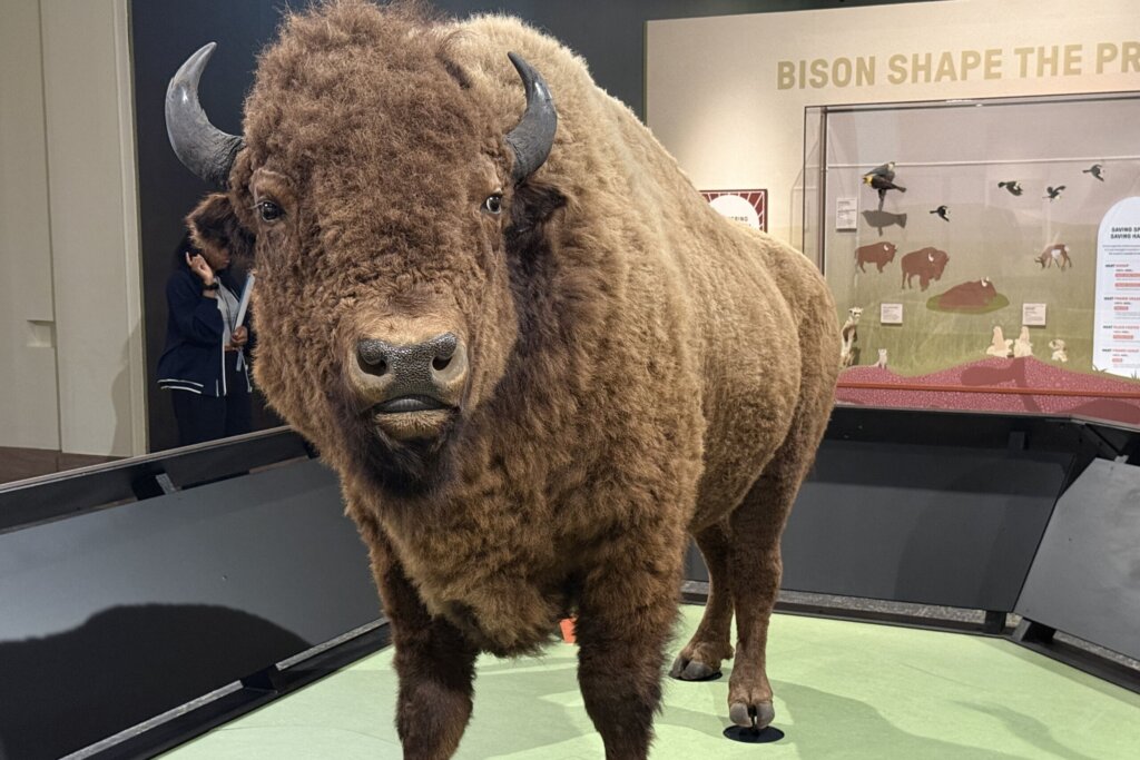 Taxidermized bison