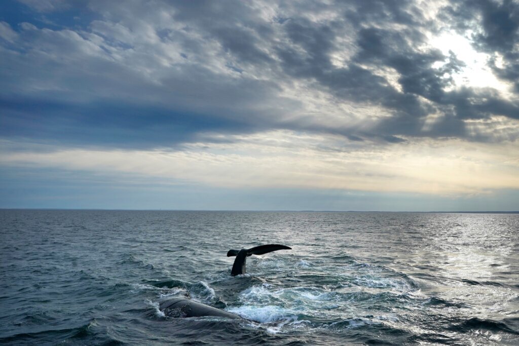 Right Whale Deaths
