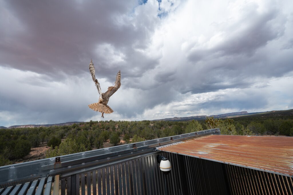 Utah Owl Recovery