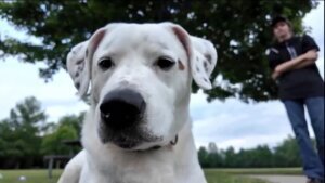 WLOSDogRescued