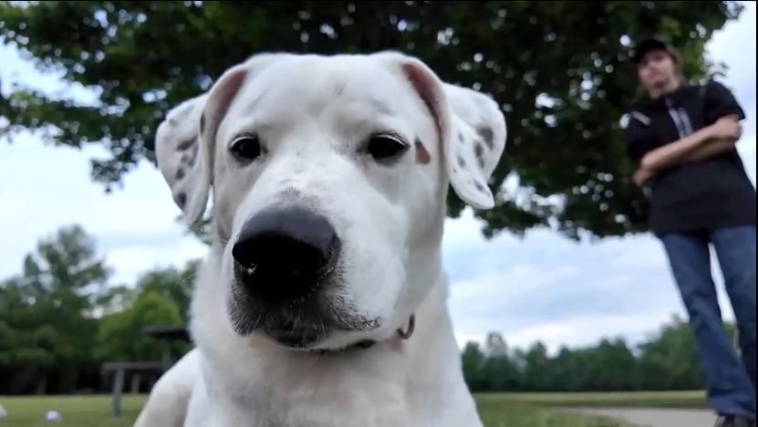WLOSDogRescued