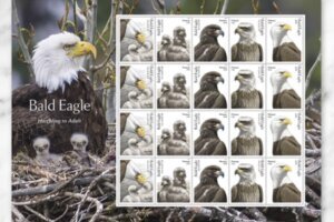 Bald eagle usps