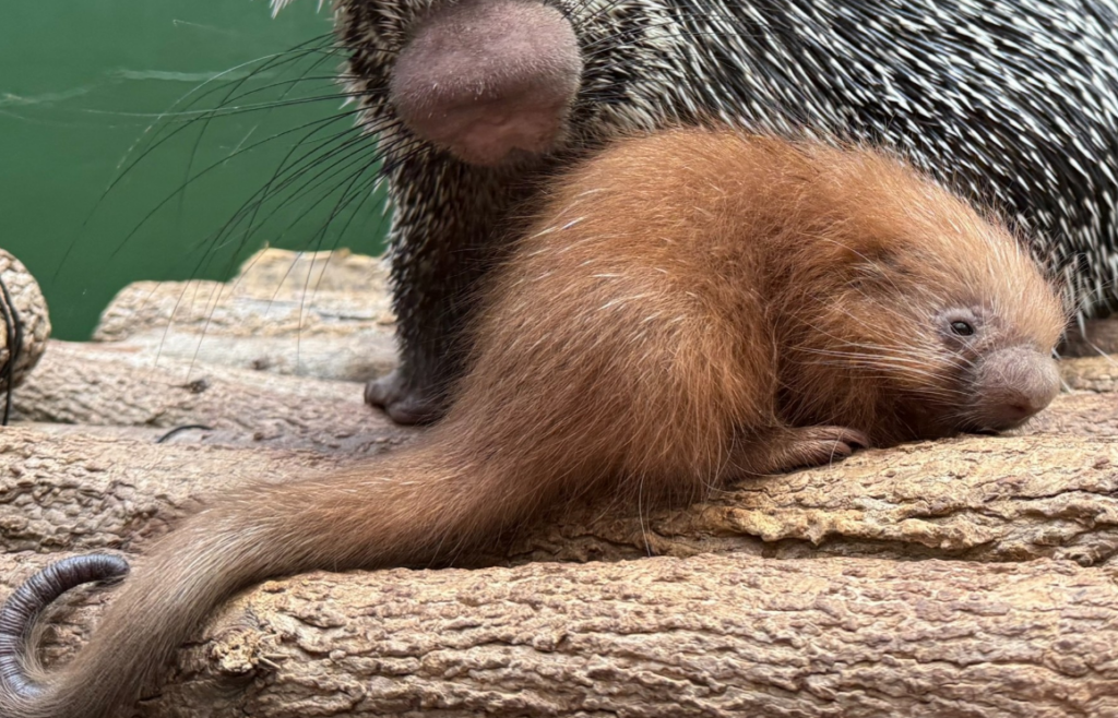 Prehensile porcupette