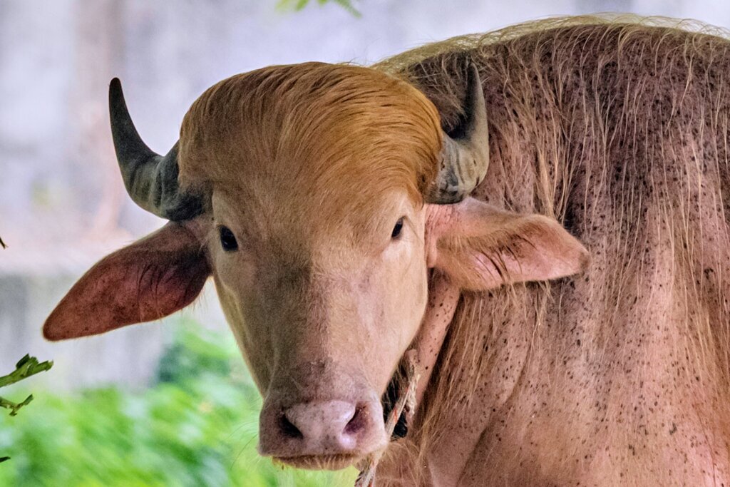 APTOPIX Bangladesh Buffalo Trump