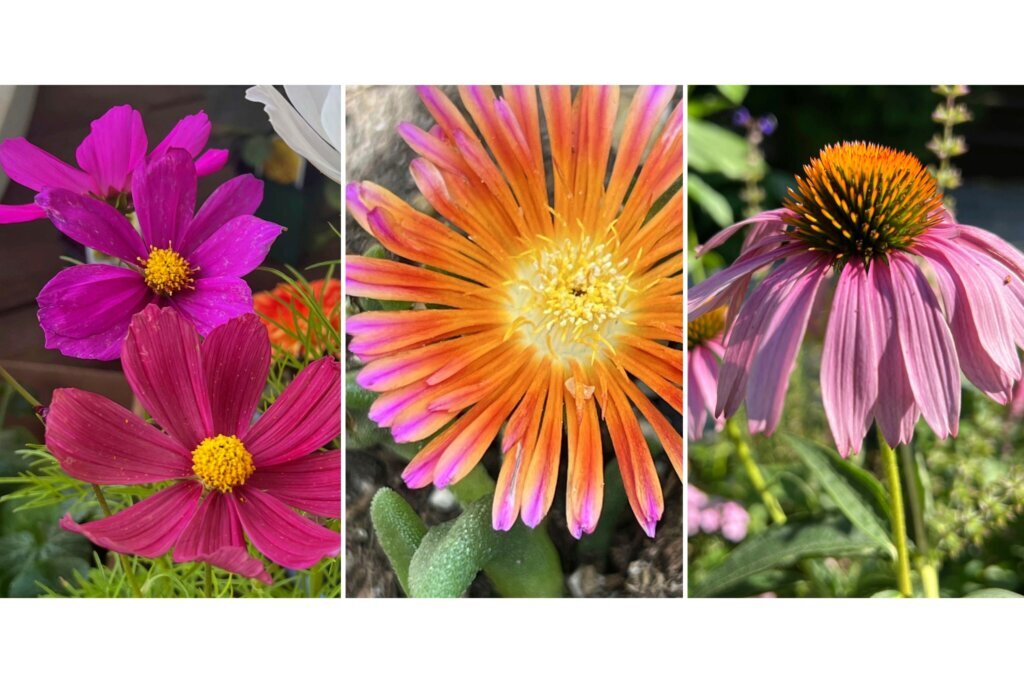 Gardening Heat Tolerant Flowers
