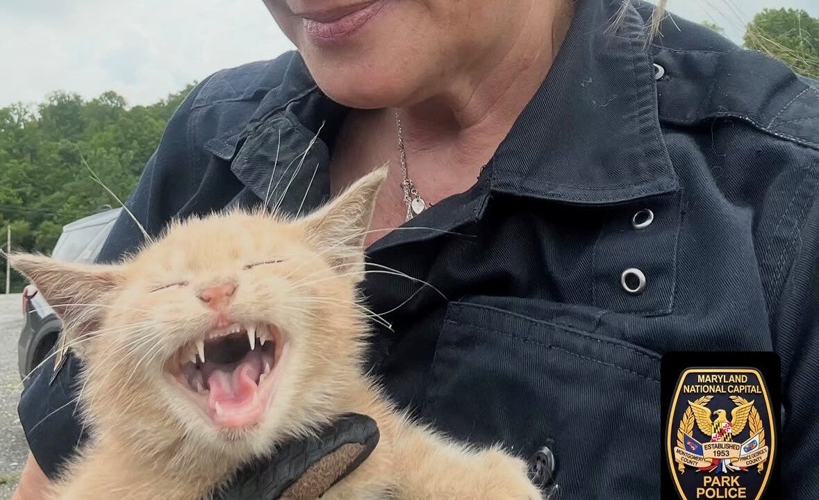Cat Rescue
