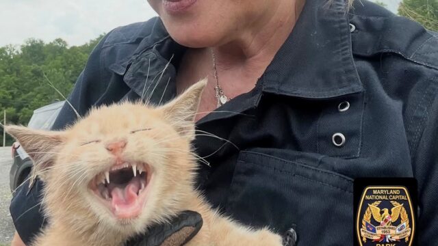 Cat Rescue