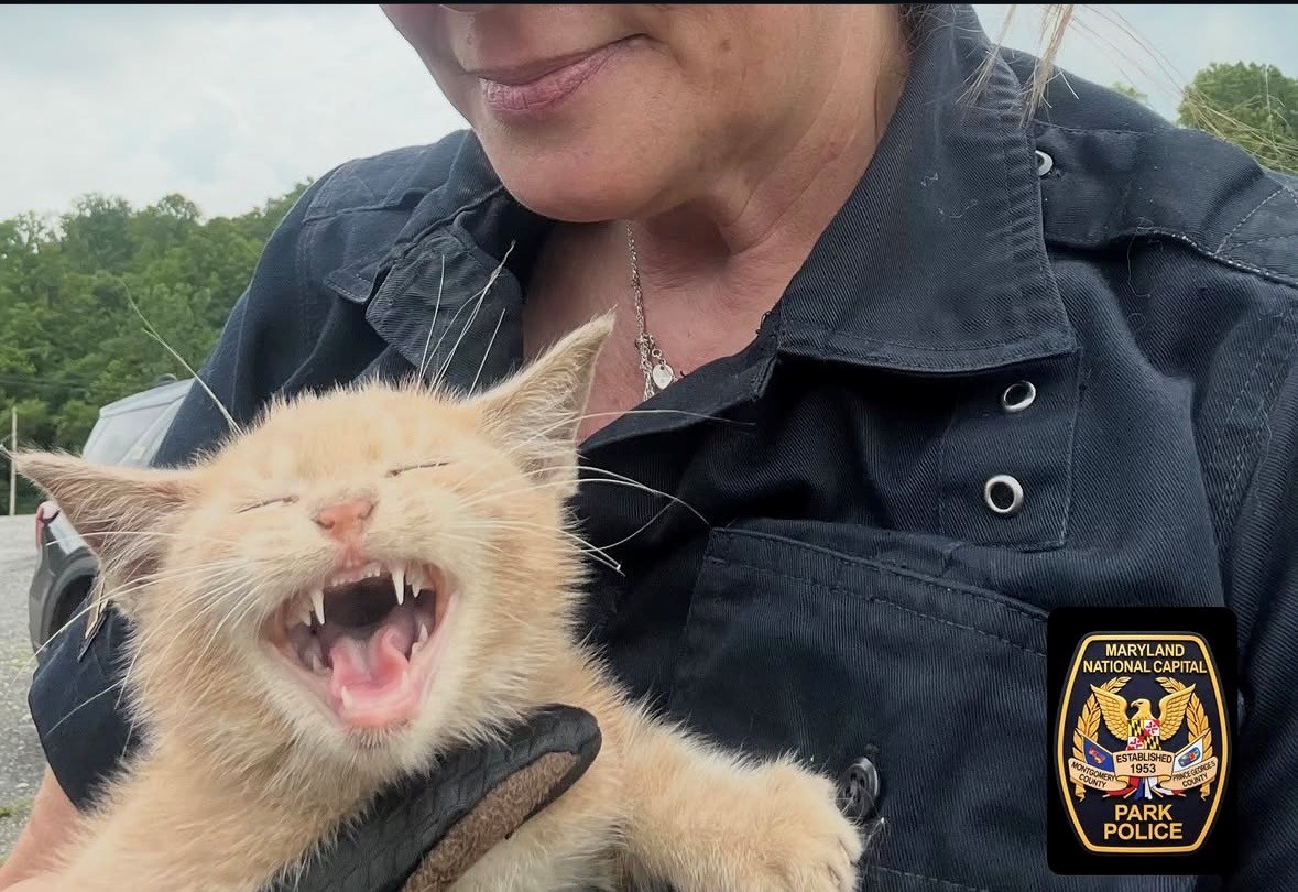 Cat Rescue