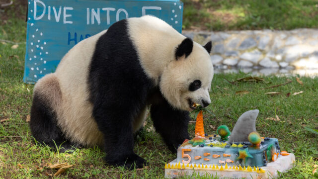 Giant Panda Bao Li's 5th Birthday