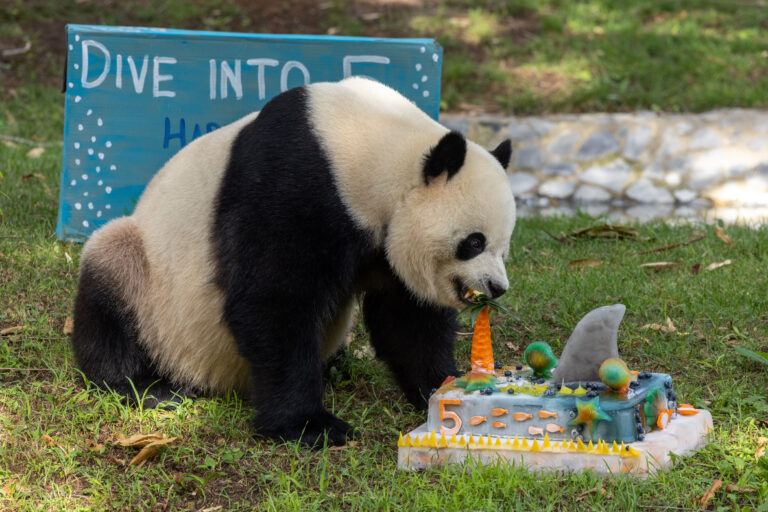 Giant Panda Bao Li's 5th Birthday