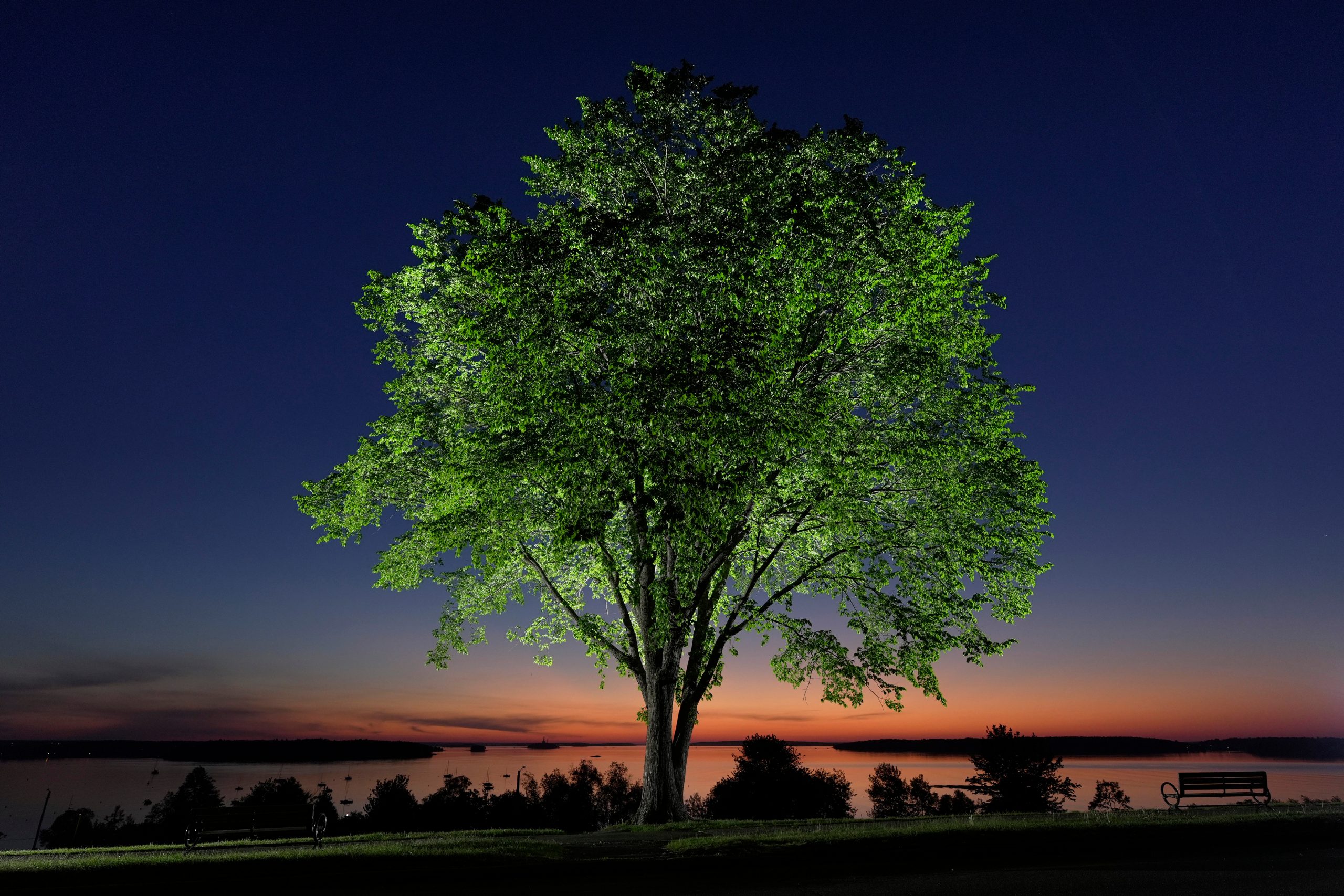 Bringing Back The Elm