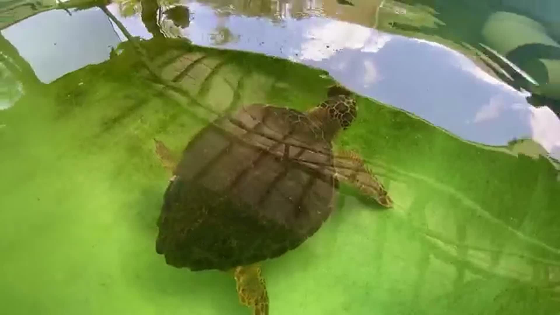 WESHSeaTurtleGearThreat