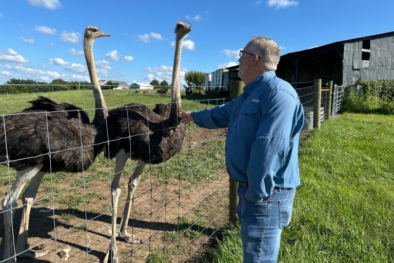 Alpha-Gal-Ostrich Meat