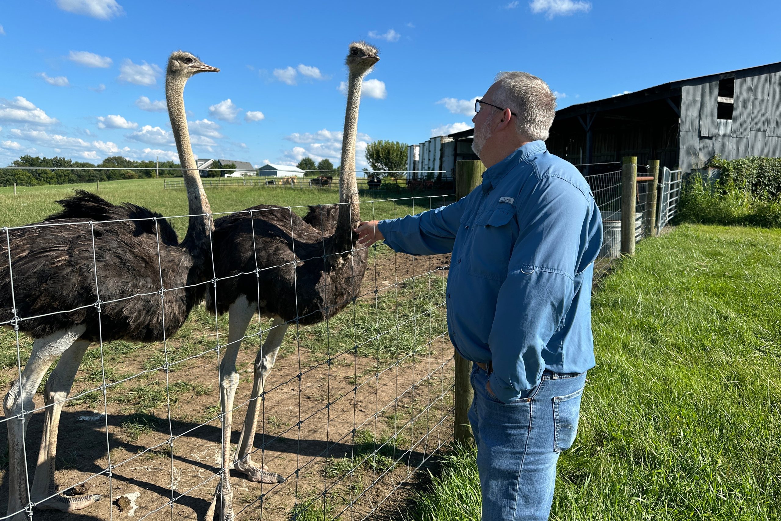 Alpha-Gal-Ostrich Meat