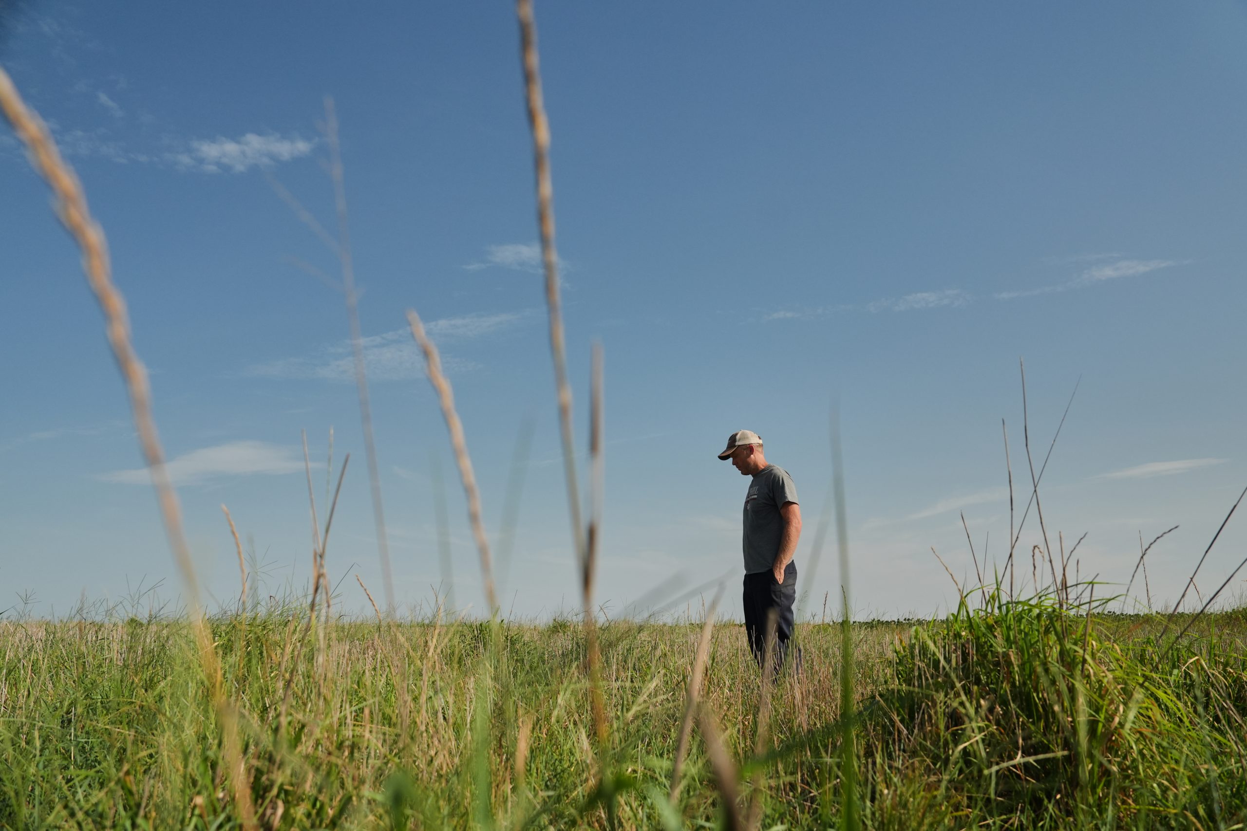 Climate Perennial Grains