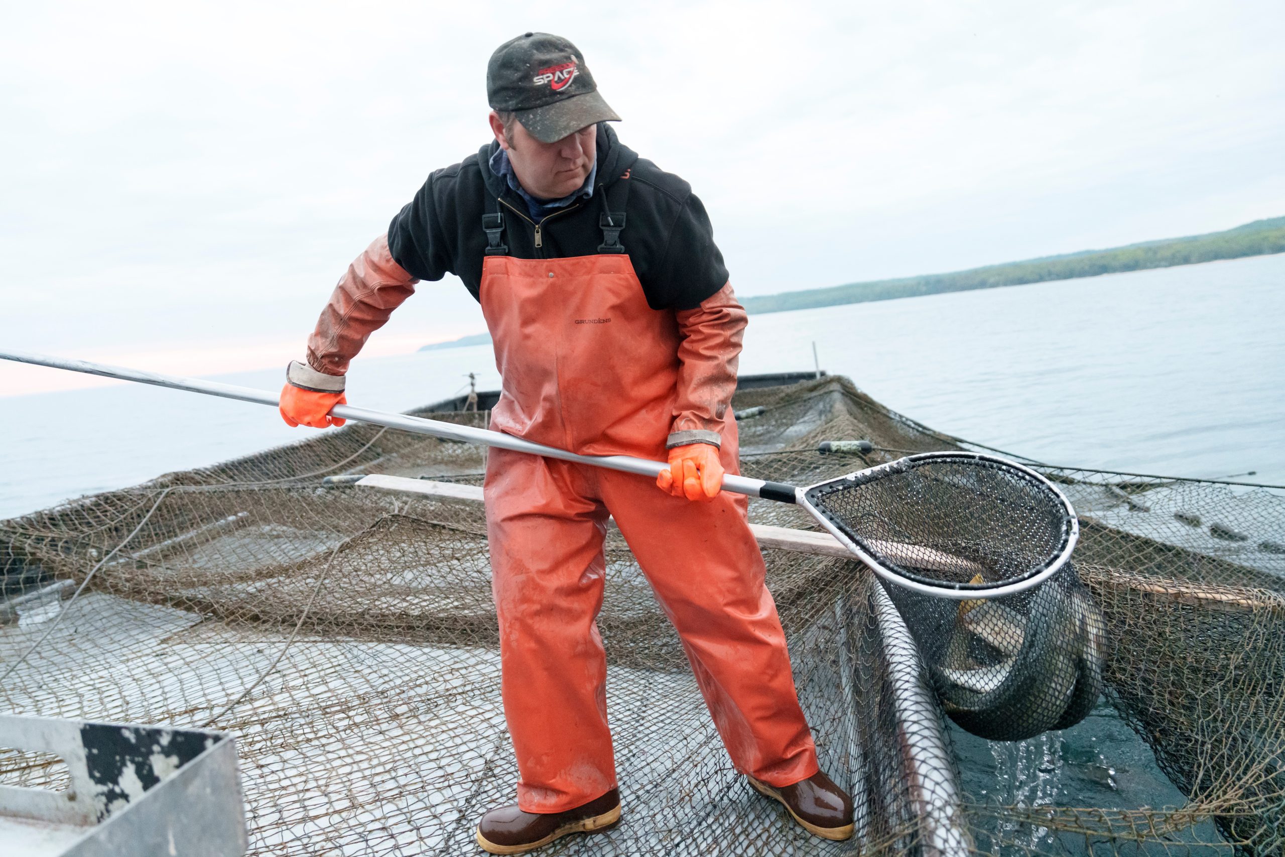 Great Lakes Whitefish