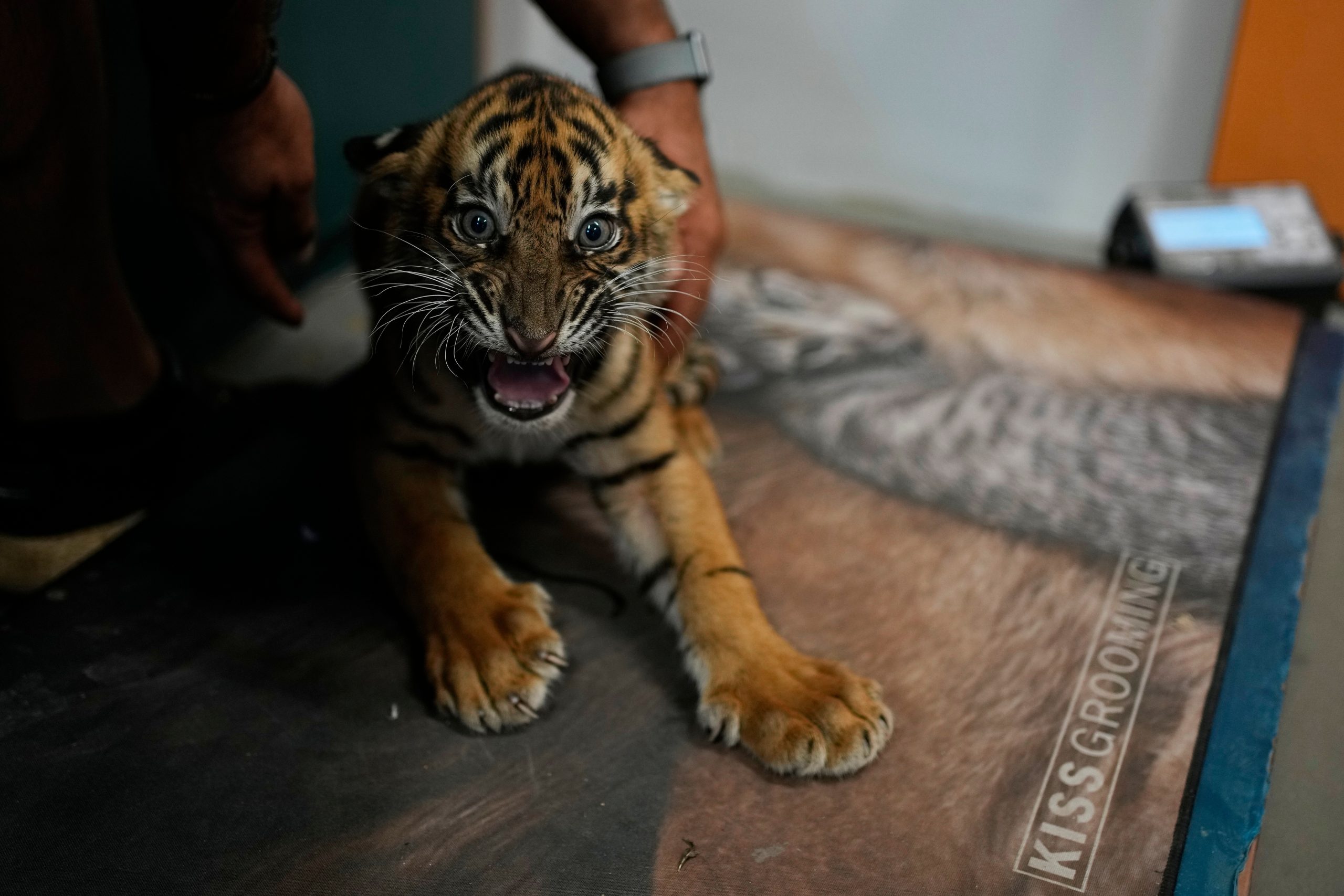 Greece Endangered Tigers
